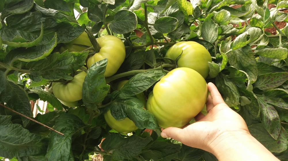 Vigilância em Saúde começa normalização em agroindústrias do Município