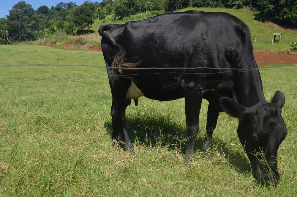 Com Programa Mais Leite, cresce produção leiteira do Município